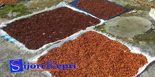 Penen Cengkeh di Serantas, Natuna “TURUN DRASTIS”