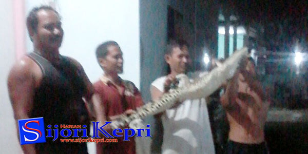 Buaya Bersarang di Parit Besar “PERUMAHAN BANDARA ASRI, BATU 13”