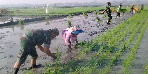 Meski Sibuk, Personil Koramil “IKUT TANAM PADI BERSAMA PETANI”