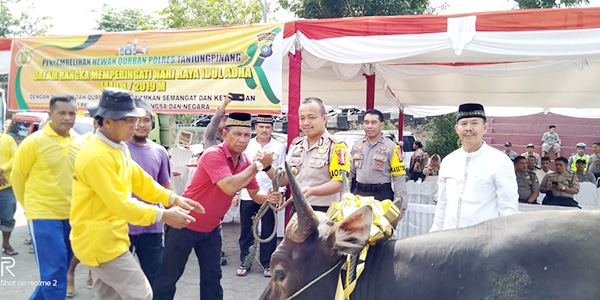 Polres Tanjungpinang Kurban 5 Ekor Sapi dan 3 Kambing