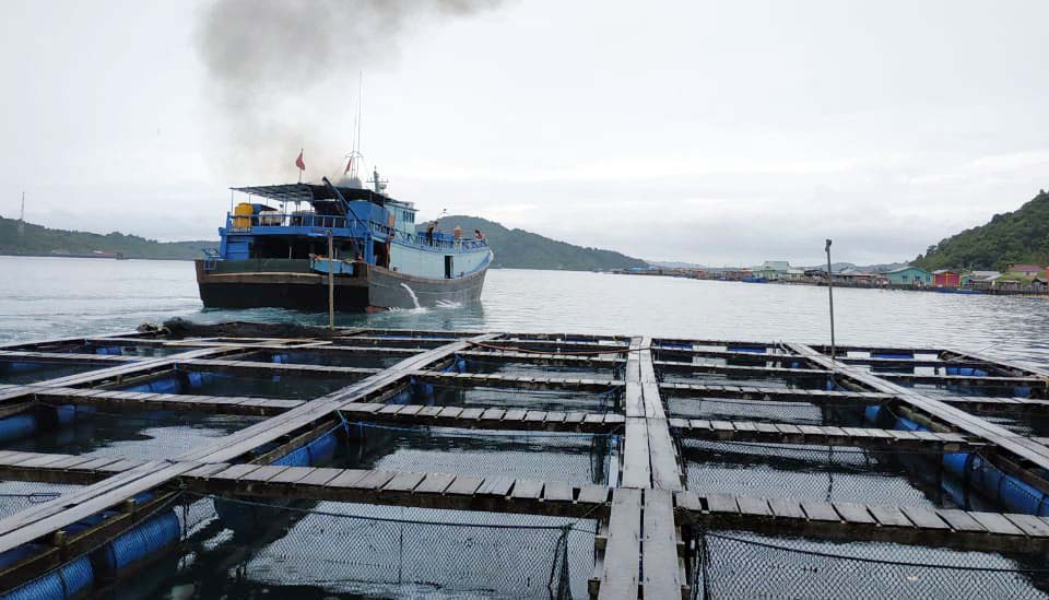Anambas Ekspor 28 Ton Ikan Kerapu Hidup ke Hongkong
