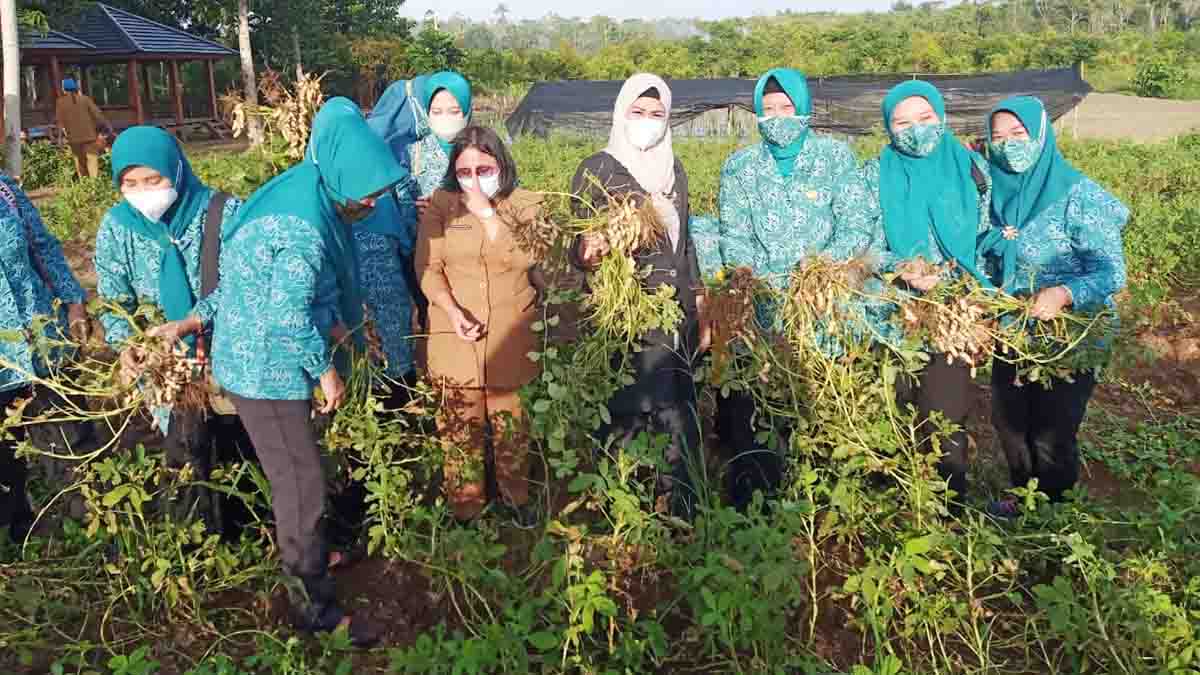 Ketua PKK Kepri Panen Kacang Tanah