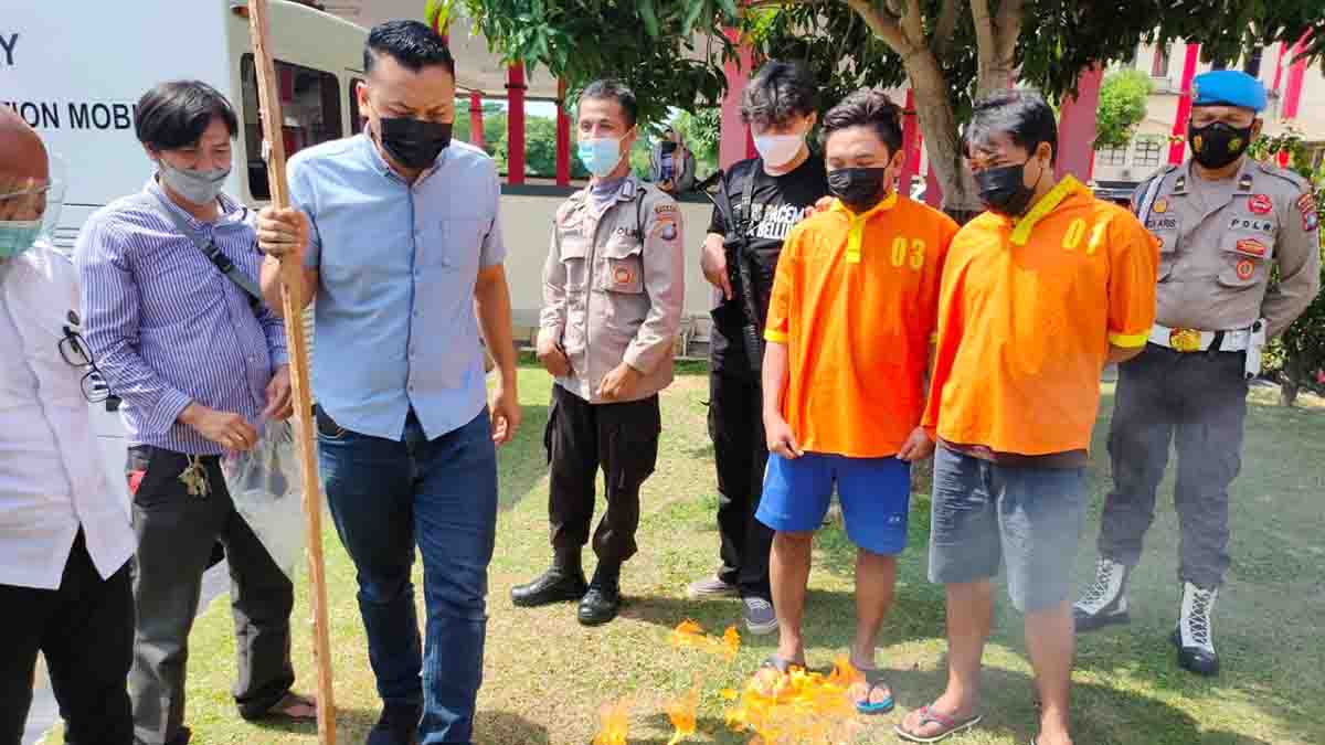 Disaksikan Tersangka, Polda Kepri Musnahkan 1.121,5 Gram Daun Ganja Kering