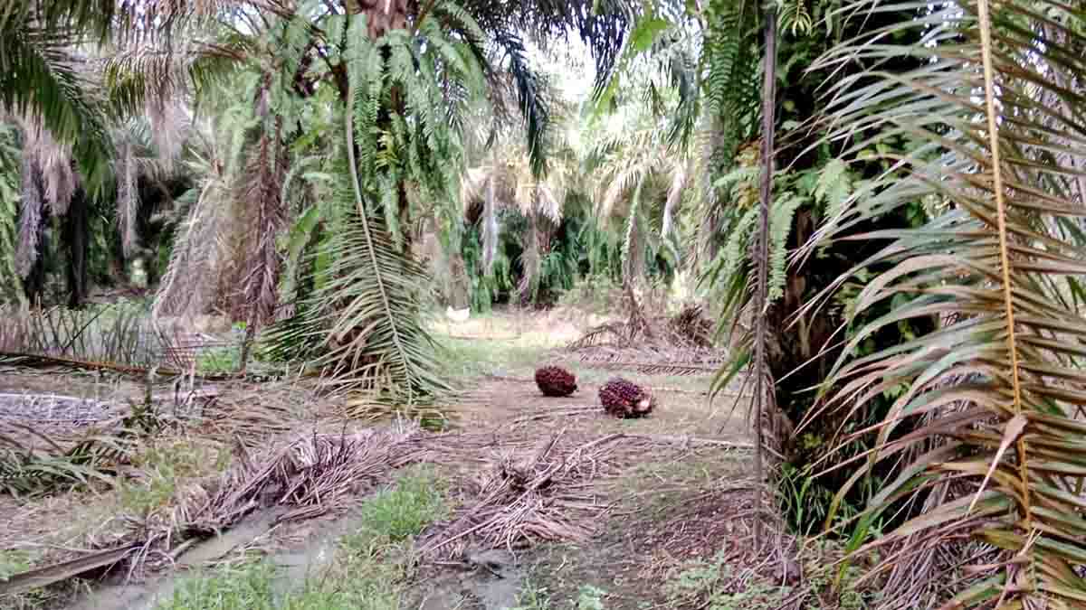 Terungkap, Ini Pelaku Penebasan dan Penembakan Warga di Lahan ex PT TDA Lampung Tengah