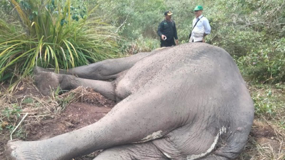 Bangkai Gajah Jantan di Taman Nasional Way Kambas yang ditemukan mati pada minggu dini hari 24 Desember 2023 - foto ist