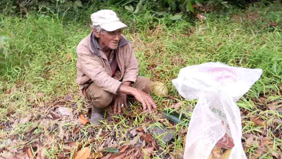 Petani Cempedak di Kabupaten Lingga.
