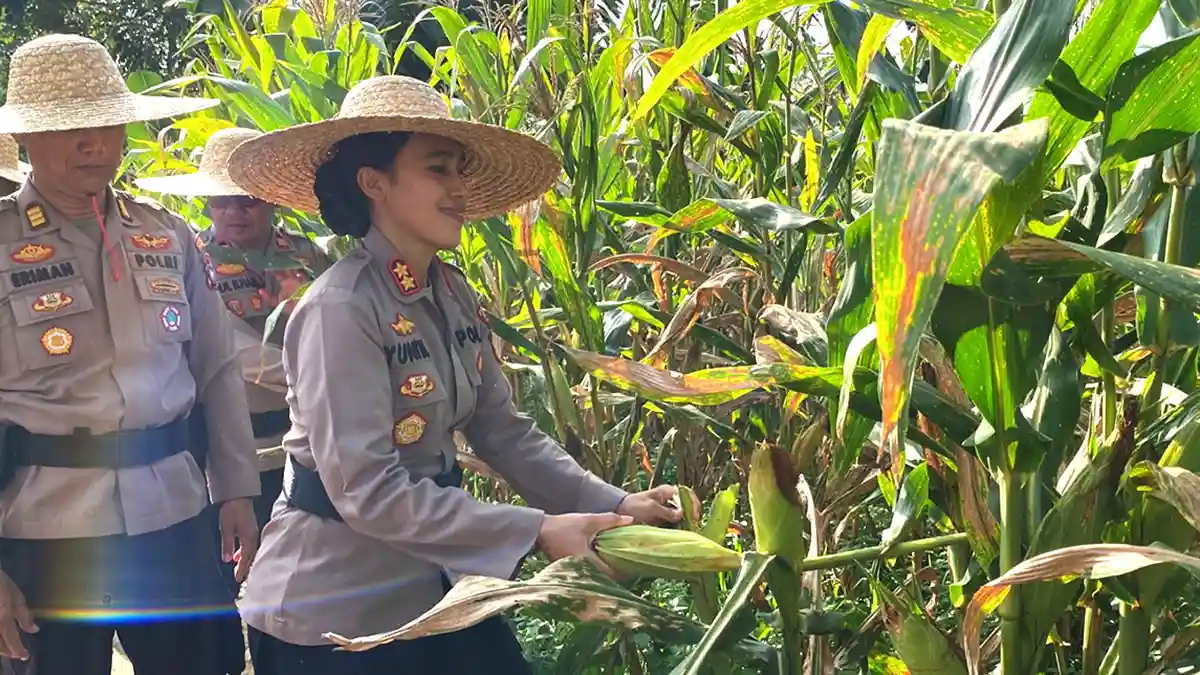 Kapolres AKBP Yunita Stevani, kembali panen jagung manis hasil pemanfaatan lahan di lingkungan Mako Polres Bintan