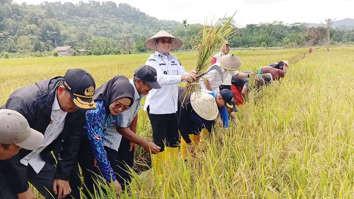 Panen Padi Raya di Ulu Maras, Bupati Aneng Dukung Penuh Ketahanan Pangan Anambas
