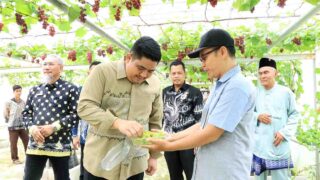 Bupati Roby Apresiasi Inovasi Petani Bintan di Kebun Anggur Tembeling