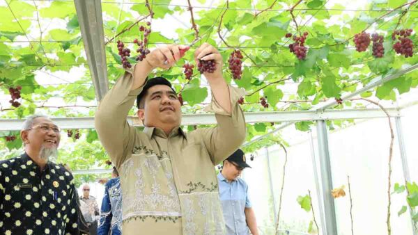 Bupati Roby Panen Perdana Anggur di Screen House Tembeling, Dorong Ekowisata dan Kreativitas Petani Muda