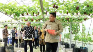 Dari Hobi Jadi Ekowisata, Nizam Sukses Kembangkan Kebun Anggur di Bintan