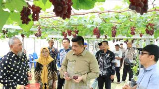 Kreativitas Petani Bintan Lahirkan Destinasi Wisata Baru: Kebun Anggur Tembeling