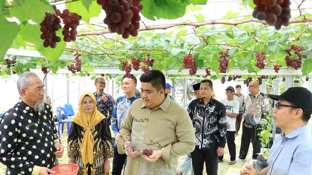 Kreativitas Petani Bintan Lahirkan Destinasi Wisata Baru: Kebun Anggur Tembeling