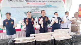 DJBC Kepri Selamatkan Benih Lobster Senilai Hampir Rp13 Miliar