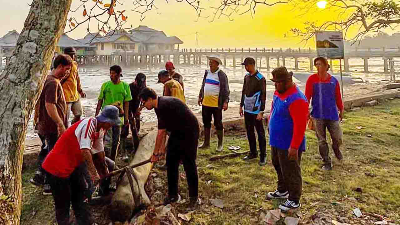 Ekosistem Laut Penyengat Terancam Sampah Plastik
