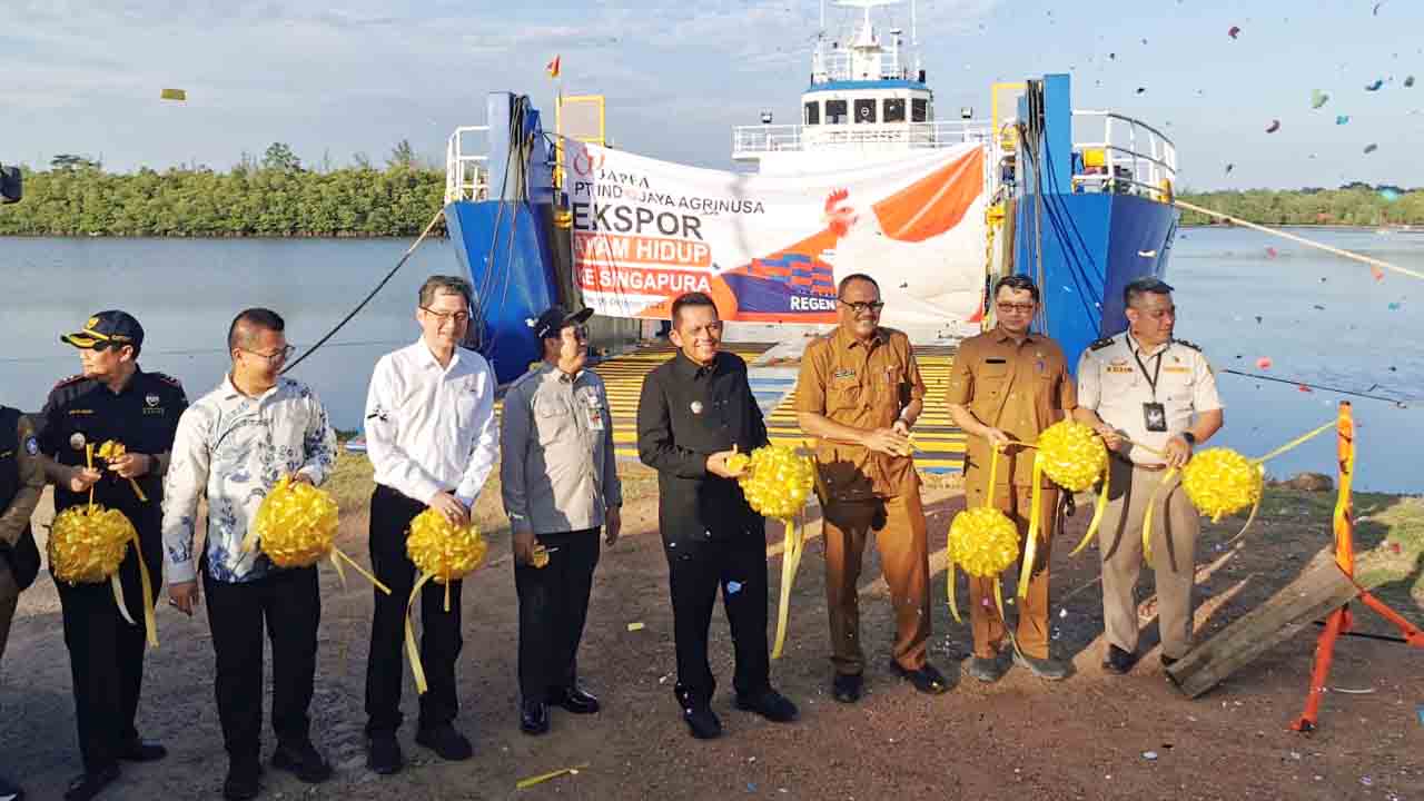 Ekspor Ayam Hidup Kepri Tembus 334 Ribu Ekor