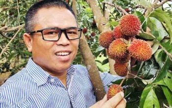 Pulasan, Buah Langka yang Kerap Disangka Rambutan