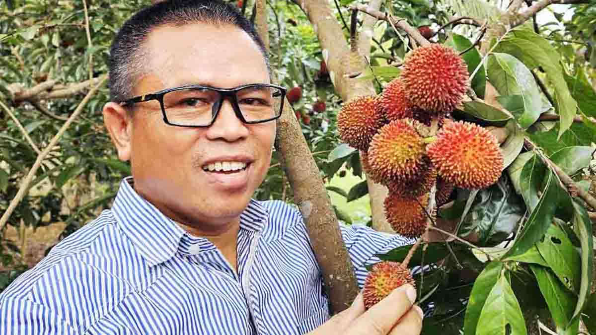 Pulasan, Buah Langka yang Kerap Disangka Rambutan