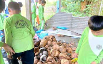 Siswa SDN 002 Seri Kuala Lobam membuat briket BRIKOLA dari limbah kelapa.